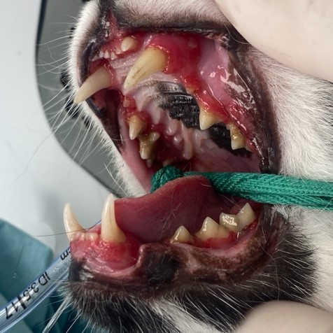 Radiographie de thorax en décubitus latéral droit